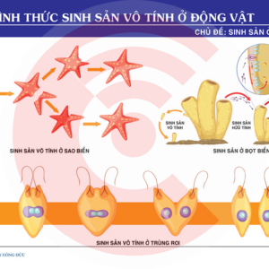 Các Hình Thức Sinh Sản Vô Tính ở động Vật