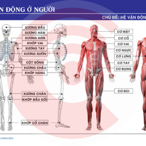 Cấu Tạo Sơ Lược Các Cơ Quan Của Hệ Vận động