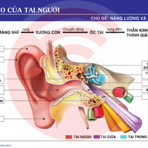 Cấu Tạo Tai Người