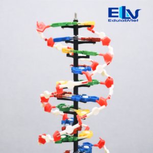 Mô hình cấu trúc xoắn kép DNA 60cm tháo lắp – Dụng cụ dạy học sinh học