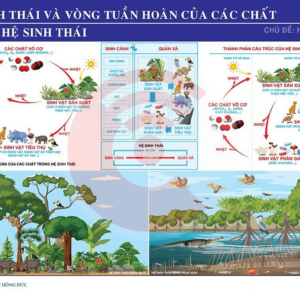 Hệ Sinh Thái Và Vòng Tuần Hoàn Của Các Chất Trong Hệ Sinh Thái