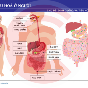Hệ Tiêu Hoá ở Người