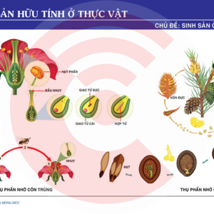 Sinh Sản Hữu Tính ở Thực Vật