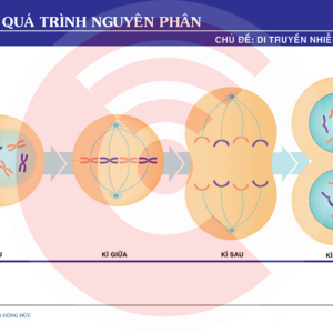 So Do Cac Ki Nguyen Phan 2