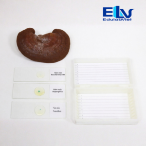 Bộ Dụng Cụ Quan Sát Nấm – Tiêu Bản Nấm Dùng Cho Giảng Dạy Sinh Học