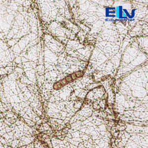 Tp038445 Edulabviet (1)