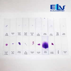 ộ Dụng Cụ Quan Sát Tế Bào – 20 Tiêu Bản Sinh Học Dùng Cho Giảng Dạy