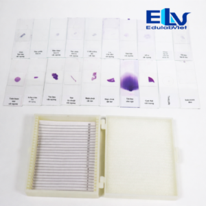 ộ Dụng Cụ Quan Sát Tế Bào – 20 Tiêu Bản Sinh Học Dùng Cho Giảng Dạy