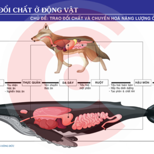 Trao đổi Chất ở động Vật