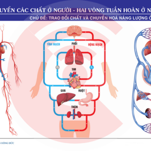 Vận Chuyển Các Chất ở Người