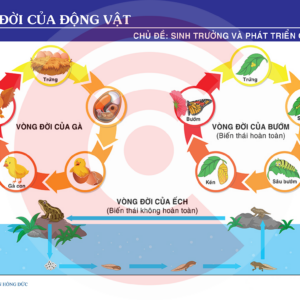 Vòng đời Của động Vật