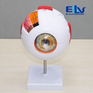 Hh002261 Edulabviet (3)