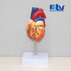 Hh003375 Edulabviet (1)