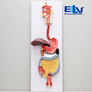 Hh003504 Edulabviet (2)