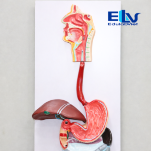 mô hình hệ tiêu hóa