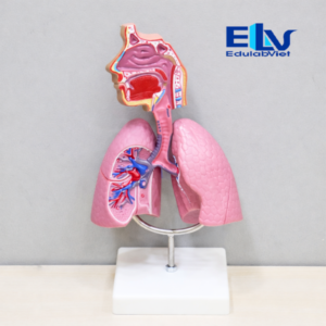 Hh035469 Edulabviet (1)