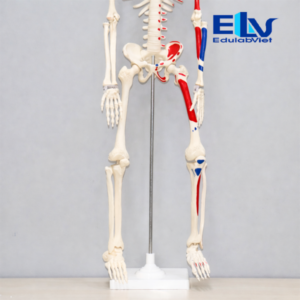 mô hình bộ xương người