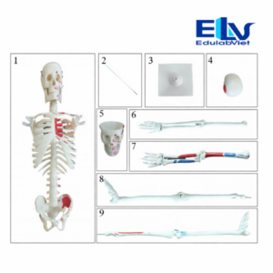 mô hình bộ xương người