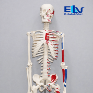 mô hình bộ xương người
