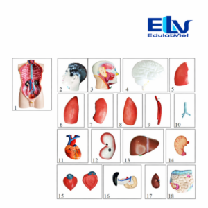 Mô Hình Cấu Tạo Cơ Thể Người 85cm ZZ204 | Mô Hình Giải Phẫu 1:1 Tháo Lắp