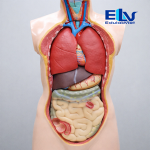 Mô Hình Cấu Tạo Cơ Thể Người 85cm ZZ204 | Mô Hình Giải Phẫu 1:1 Tháo Lắp