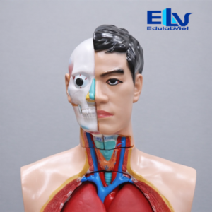 Hh037224 Edulabviet (3)