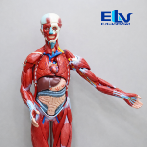 mô hình hệ cơ người