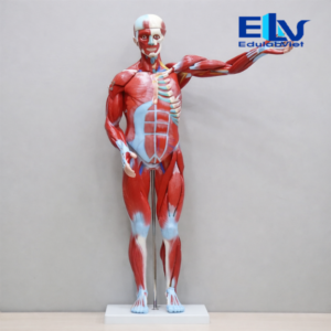 Hh037225 Edulabviet (2)