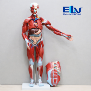 mô hình hệ cơ người