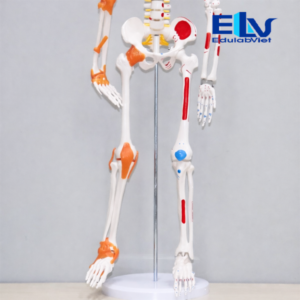 mô hình bộ xương người