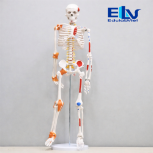 Hh037226 Edulabviet (2)