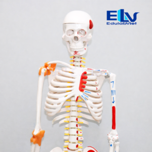 mô hình bộ xương người