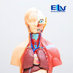 Mô Hình Giải Phẫu Nội Tạng Người 45cm ZZ203 | Mô Hình Sinh Học Tháo Lắp 23 Bộ Phận