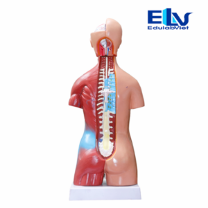 Mô Hình Giải Phẫu Nội Tạng Người 45cm ZZ203 | Mô Hình Sinh Học Tháo Lắp 23 Bộ Phận