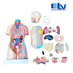 Mô Hình Giải Phẫu Nội Tạng Người 45cm ZZ203 | Mô Hình Sinh Học Tháo Lắp 23 Bộ Phận