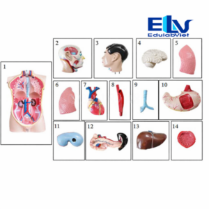 mô hình giải phẫu người 1:1