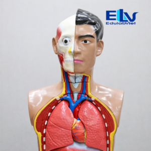 Hh037229 Edulabviet (2)