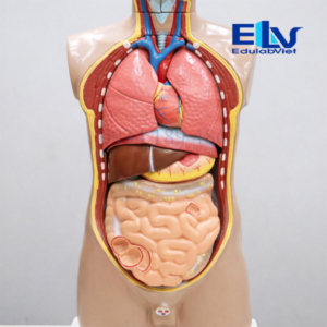 mô hình giải phẫu người 1:1