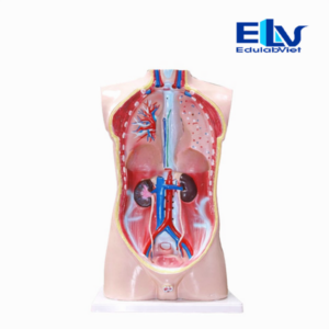 mô hình giải phẫu người 1:1