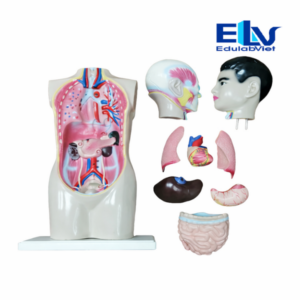 Mô Hình Giải Phẫu Nội Tạng Người 70cm QH3301-2 | Mô Hình Sinh Học Tháo Lắp Cao Cấp