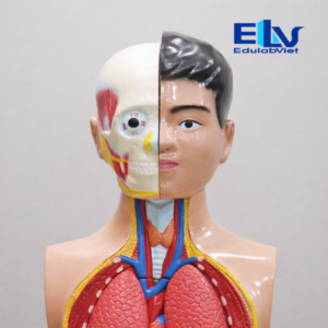 Mô Hình Giải Phẫu Nội Tạng Người 70cm QH3301-2 | Mô Hình Sinh Học Tháo Lắp Cao Cấp