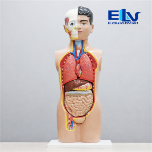 Hh037231 Edulabviet (4)