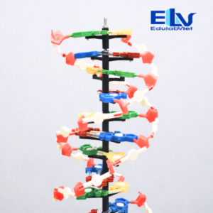 Mô Hình Cấu Trúc Xoắn Kép DNA 60cm | Mô Hình Sinh Học Di Truyền Tháo Lắp