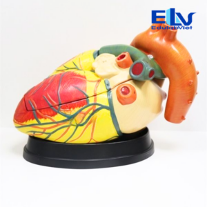 Hh038002 Edulabviet (1)