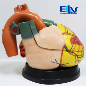 Mô Hình Tim Người Gấp 5 Lần Tim Thật – Mô Hình Giải Phẫu Tim 3D