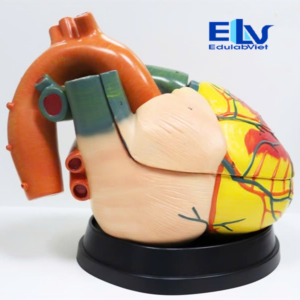 Mô Hình Tim Người Phóng To Gấp 5 Lần | Mô Hình Giải Phẫu Tim Tháo Lắp Chi Tiết