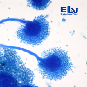 Nl001942 Edulabviet (1)