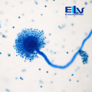 Tiêu Bản Nấm Aspergillus sp. – Tiêu Bản Hiển Vi Cố Định Nhuộm Màu Rõ Nét