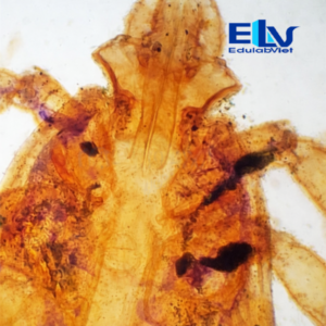 Tiêu bản ve đực – Tiêu bản hiển vi ký sinh trùng phục vụ giảng dạy