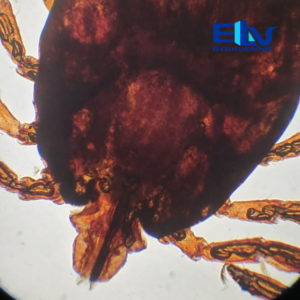 Sp037386 Edulabviet (2)